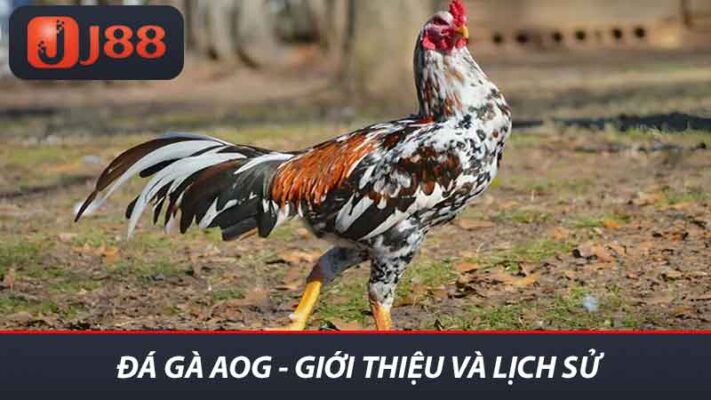 Khám Phá Đá Gà AOG J88 Trải Nghiệm Thú Vị Môn Đặc Sắc 2 Đá Gà AOG - Giới thiệu và lịch sử